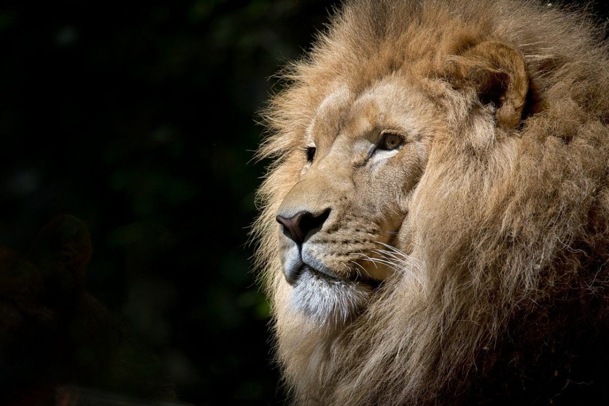Neither unicorns, nor gazelles, enterprising lions